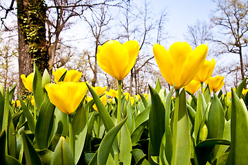 Image showing Tulips - Golden varietie