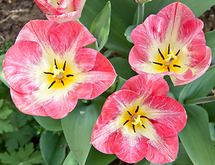 Image showing Tulips  