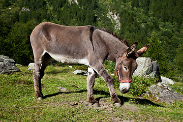 Image showing Donkey on Italian Alps