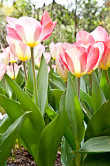 Image showing Tulips  