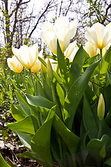 Image showing Tulips - Jaap Groot varieties