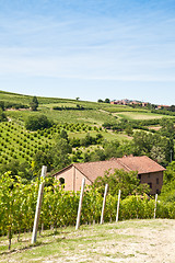 Image showing Italian villa with vineyard: spring season