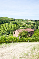 Image showing Italian villa with vineyard: spring season