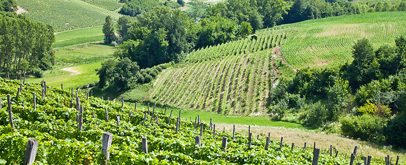 Image showing Italy - Piedmont region. Barbera vineyard