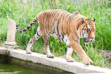 Image showing Danger: hungry tiger