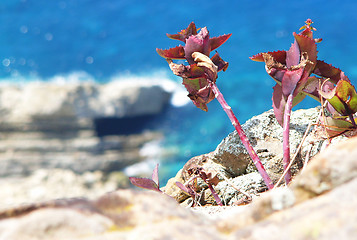 Image showing Struggling Flowers