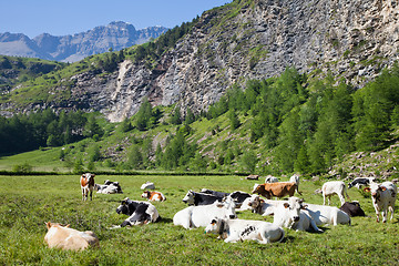 Image showing Cows and Italian Alps