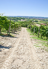 Image showing Italy - Piedmont region. Barbera vineyard