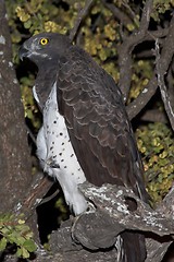 Image showing Martial Eagle