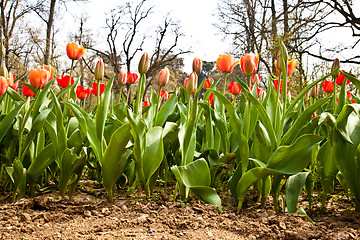 Image showing Spring tulips impregnated by the sun