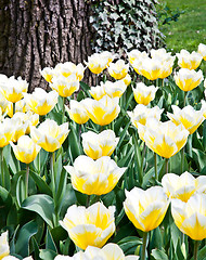 Image showing Tulips - Jaap Groot varieties