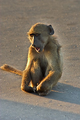 Image showing Vervet Monkey