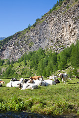 Image showing Cows and Italian Alps