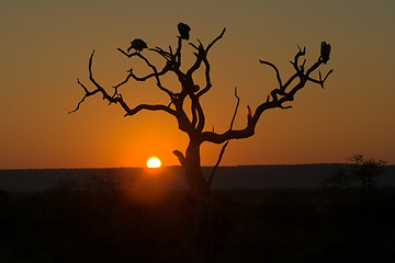 Image showing Sunset in Kruger Park