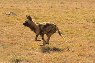 Image showing  African Wild Dog