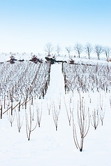 Image showing Tuscany: wineyard in winter