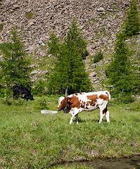 Image showing Cows and Italian Alps