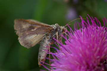 Image showing Closeup of a moth