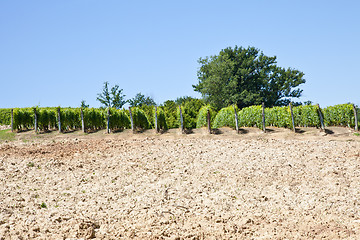 Image showing Italy - Piedmont region. Barbera vineyard