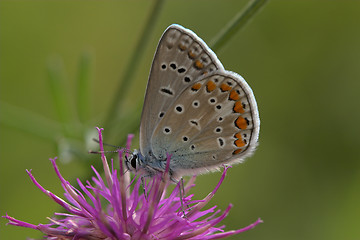 Image showing Closeup of a common blue butterfly