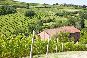 Image showing Italian villa with vineyard: spring season