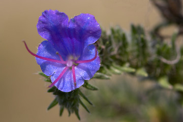 Image showing Closeup of a blue flower