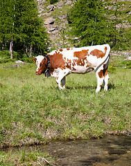 Image showing Cows and Italian Alps