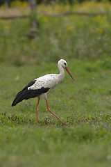 Image showing White stork