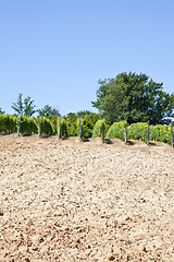 Image showing Italy - Piedmont region. Barbera vineyard