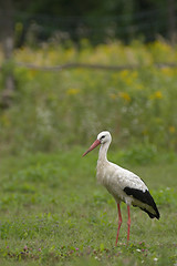 Image showing White stork