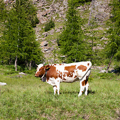 Image showing Cows and Italian Alps