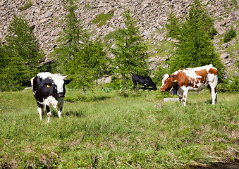 Image showing Cows and Italian Alps