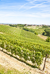 Image showing Italy - Piedmont region. Barbera vineyard