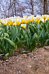 Image showing Tulips - Jaap Groot varieties