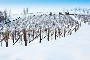 Image showing Tuscany: wineyard in winter