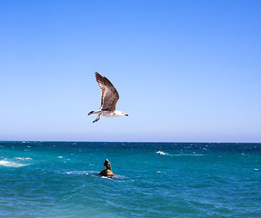 Image showing Sea Gull in Sky