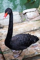 Image showing Black Swan