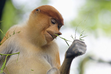 Image showing Proboscis monkey