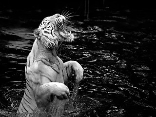 Image showing White tiger