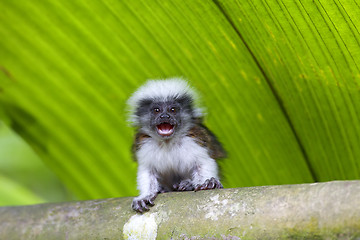 Image showing cotton-top tamarin