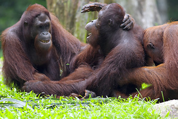 Image showing Borneo Orangutan