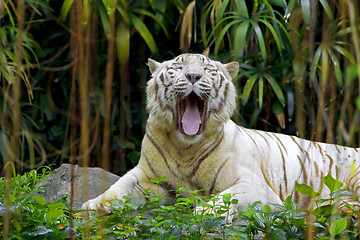 Image showing White tiger