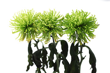 Image showing three beautiful  green chrysanthemums 