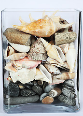 Image showing aquarium with shells, stones and gravel