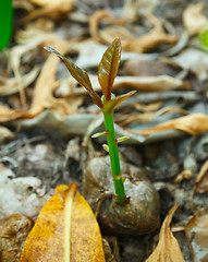 Image showing Coconut sprout.