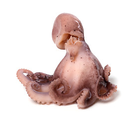 Image showing Small octopus on white background 