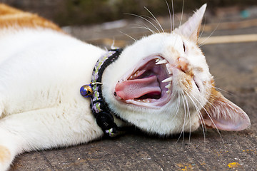 Image showing Cat yawning, close-up shot.