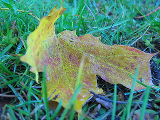 Image showing Autumn leaf