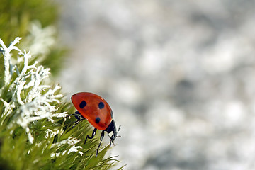 Image showing Seven Spotted Ladybug (Coccinella septempunctata)