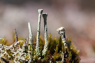 Image showing Cladonia Cup Lichen